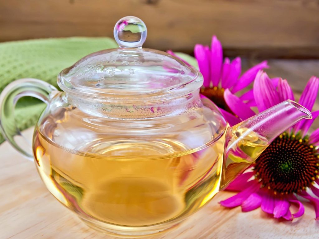 В чем польза чая с эхинацеей?