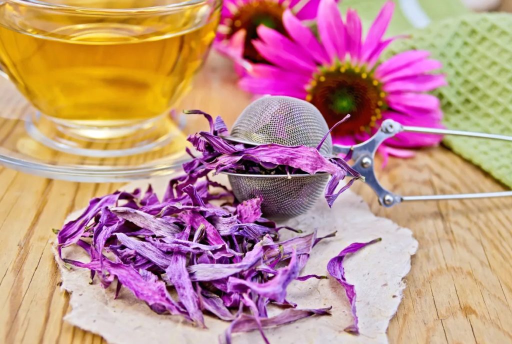 В чем польза чая с эхинацеей?