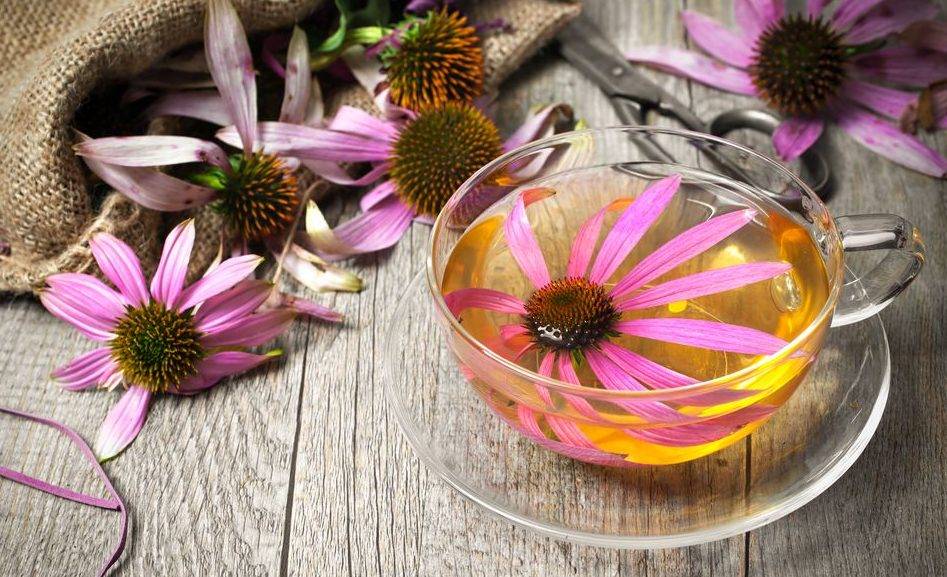 В чем польза чая с эхинацеей?