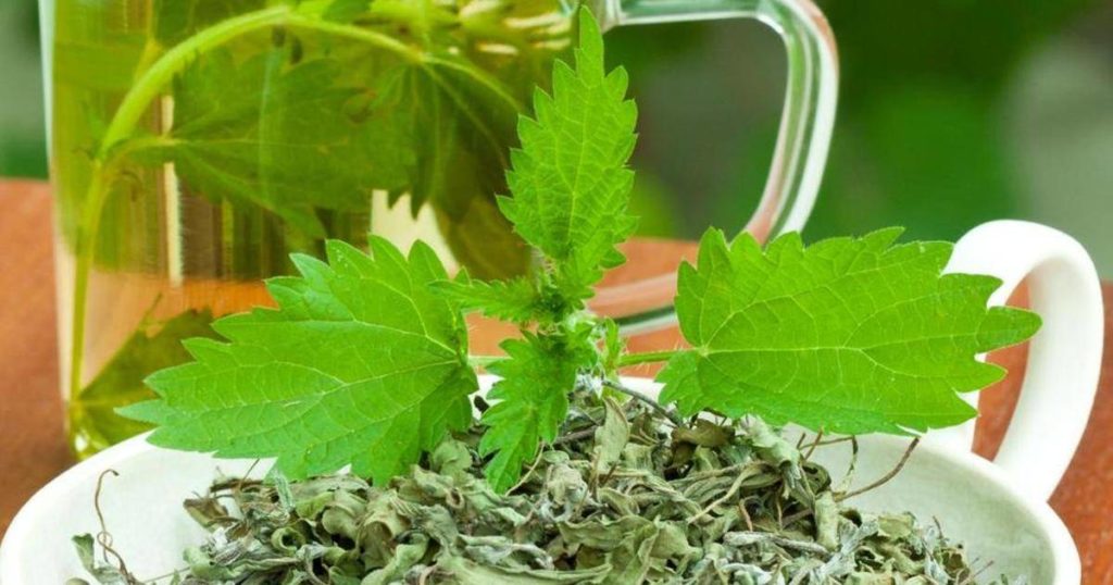 Чем полезен чай с крапивой?