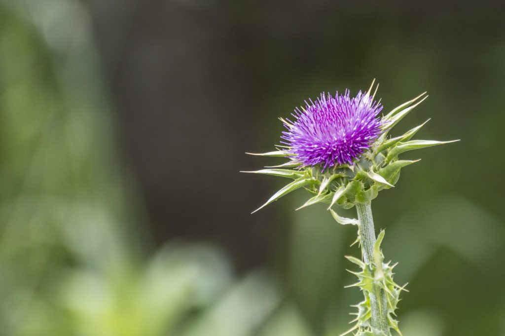 Что нужно знать о молочном чертополохе?