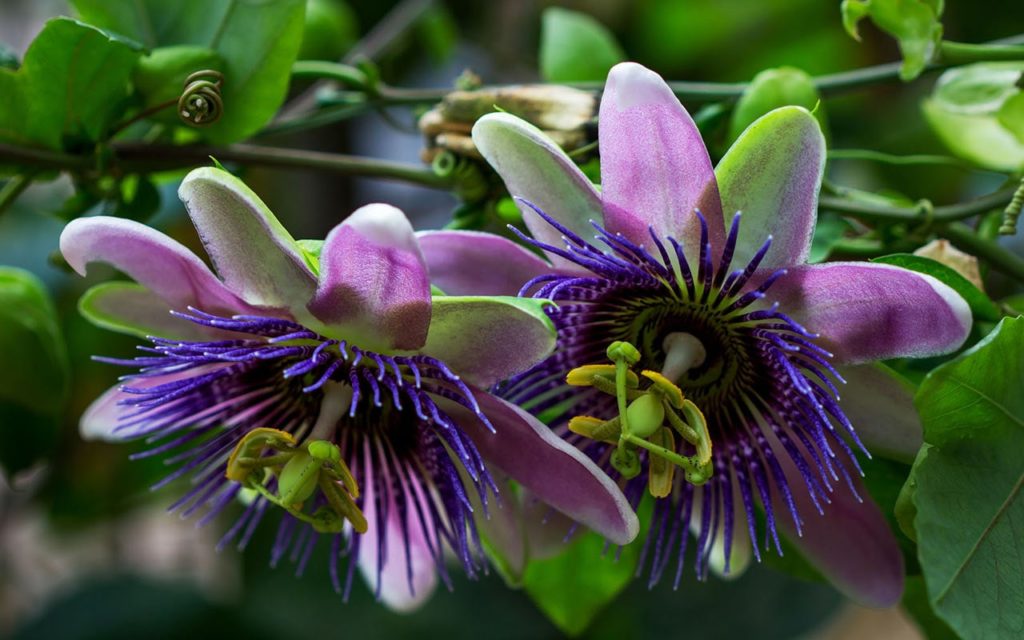 Какой чай поможет быстрее уснуть?