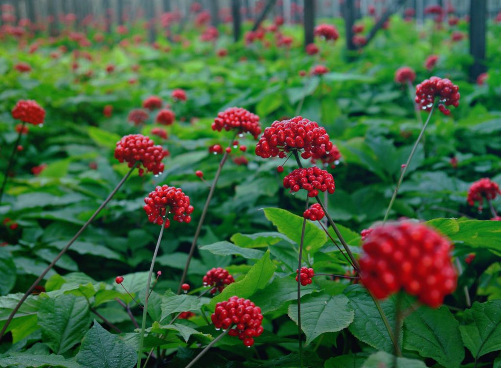 Чем полезен женьшень?