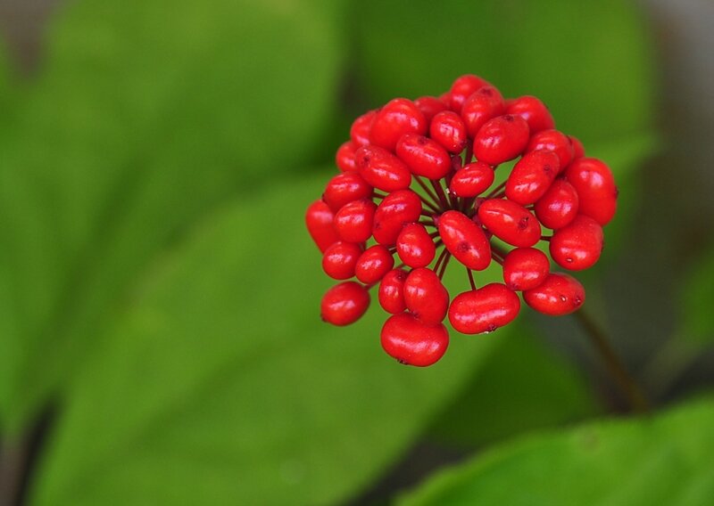 Чем полезен женьшень?